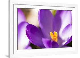 Purple Crocus, Picture Frame, Macro-Niki Haselwanter-Framed Photographic Print