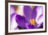 Purple Crocus, Picture Frame, Macro-Niki Haselwanter-Framed Photographic Print