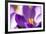 Purple Crocus, Picture Frame, Macro-Niki Haselwanter-Framed Photographic Print