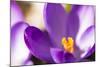 Purple Crocus, Picture Frame, Macro-Niki Haselwanter-Mounted Photographic Print