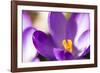 Purple Crocus, Picture Frame, Macro-Niki Haselwanter-Framed Photographic Print