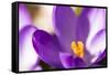 Purple Crocus, Picture Frame, Macro-Niki Haselwanter-Framed Stretched Canvas