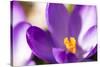 Purple Crocus, Picture Frame, Macro-Niki Haselwanter-Stretched Canvas