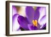 Purple Crocus, Picture Frame, Macro-Niki Haselwanter-Framed Photographic Print