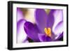 Purple Crocus, Picture Frame, Macro-Niki Haselwanter-Framed Photographic Print