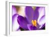 Purple Crocus, Picture Frame, Macro-Niki Haselwanter-Framed Photographic Print