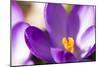 Purple Crocus, Picture Frame, Macro-Niki Haselwanter-Mounted Photographic Print