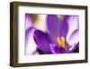 Purple Crocus, Picture Frame, Macro-Niki Haselwanter-Framed Photographic Print