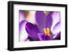 Purple Crocus, Picture Frame, Macro-Niki Haselwanter-Framed Photographic Print