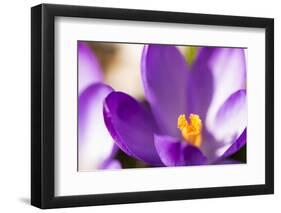 Purple Crocus, Picture Frame, Macro-Niki Haselwanter-Framed Photographic Print