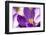 Purple Crocus, Picture Frame, Macro-Niki Haselwanter-Framed Photographic Print