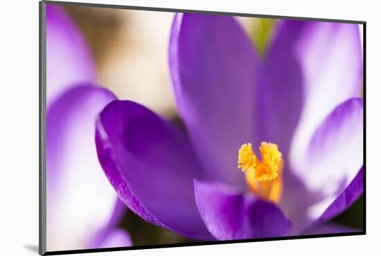 Purple Crocus, Picture Frame, Macro-Niki Haselwanter-Mounted Photographic Print