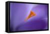 Purple Crocus Soft Focus-null-Framed Stretched Canvas