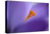 Purple Crocus Soft Focus-null-Stretched Canvas