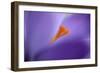 Purple Crocus Soft Focus-null-Framed Photographic Print