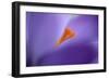 Purple Crocus Soft Focus-null-Framed Photographic Print