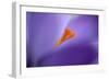 Purple Crocus Soft Focus-null-Framed Photographic Print