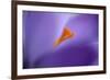 Purple Crocus Soft Focus-null-Framed Photographic Print