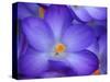 Purple Crocus-Anna Miller-Stretched Canvas