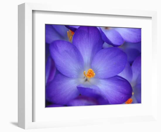 Purple Crocus-Anna Miller-Framed Photographic Print