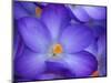 Purple Crocus-Anna Miller-Mounted Photographic Print