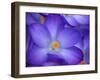 Purple Crocus-Anna Miller-Framed Photographic Print