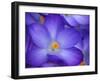 Purple Crocus-Anna Miller-Framed Photographic Print