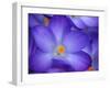 Purple Crocus-Anna Miller-Framed Photographic Print