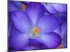 Purple Crocus-Anna Miller-Mounted Photographic Print