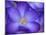 Purple Crocus-Anna Miller-Mounted Photographic Print