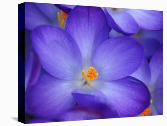 Purple Crocus-Anna Miller-Stretched Canvas