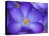 Purple Crocus-Anna Miller-Stretched Canvas