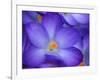 Purple Crocus-Anna Miller-Framed Photographic Print