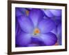 Purple Crocus-Anna Miller-Framed Photographic Print