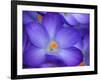 Purple Crocus-Anna Miller-Framed Photographic Print