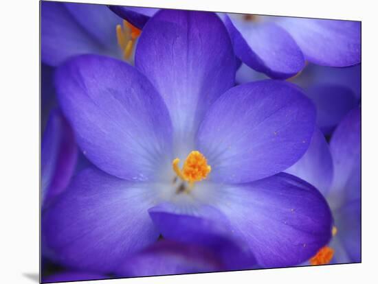 Purple Crocus-Anna Miller-Mounted Photographic Print