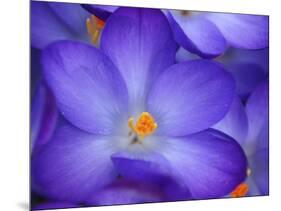 Purple Crocus-Anna Miller-Mounted Photographic Print