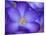 Purple Crocus-Anna Miller-Mounted Photographic Print