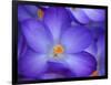 Purple Crocus-Anna Miller-Framed Photographic Print