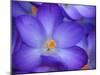 Purple Crocus-Anna Miller-Mounted Premium Photographic Print