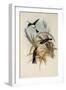 Purple-Crowned Fairy, Heliothrix Purpureiceps-John Gould-Framed Giclee Print