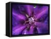 Purple Dahlia  2020  (photograph)-Ant Smith-Framed Stretched Canvas