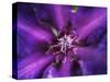 Purple Dahlia  2020  (photograph)-Ant Smith-Stretched Canvas