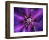 Purple Dahlia  2020  (photograph)-Ant Smith-Framed Photographic Print