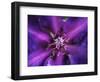 Purple Dahlia  2020  (photograph)-Ant Smith-Framed Photographic Print