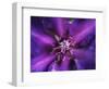 Purple Dahlia  2020  (photograph)-Ant Smith-Framed Photographic Print