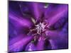 Purple Dahlia  2020  (photograph)-Ant Smith-Mounted Photographic Print