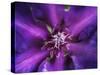 Purple Dahlia  2020  (photograph)-Ant Smith-Stretched Canvas