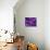 Purple Dahlia  2020  (photograph)-Ant Smith-Photographic Print displayed on a wall