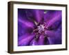 Purple Dahlia  2020  (photograph)-Ant Smith-Framed Photographic Print